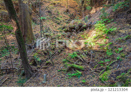 春日山原始林　奈良市 121213304