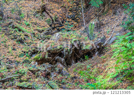 春日山原始林　奈良市 121213305