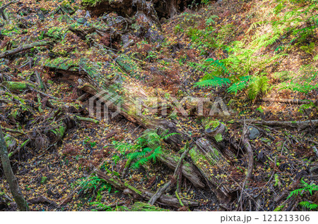 春日山原始林　奈良市 121213306
