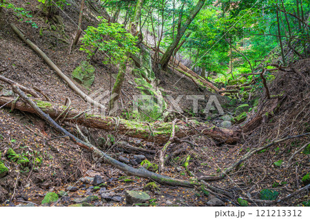 春日山原始林　朽ちた倒木　奈良市 121213312