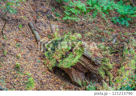落ち葉散る春日山原始林　奈良市 121213790