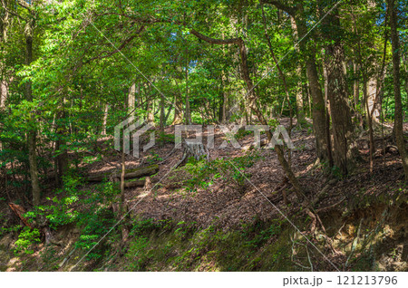 春日山原始林　奈良市 121213796