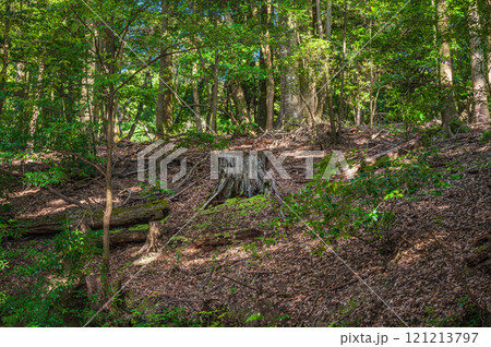 春日山原始林　奈良市 121213797