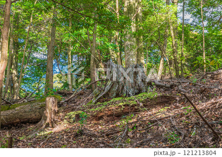 春日山原始林　朽ちた大木の切り株　奈良市 121213804