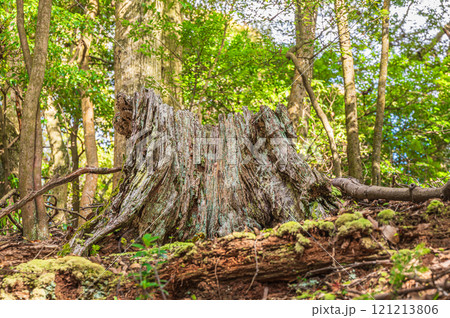 春日山原始林　朽ちた大木の切り株　奈良市 121213806