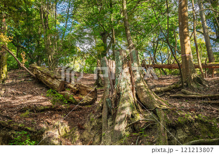 春日山原始林　大木の切り株　奈良市 121213807