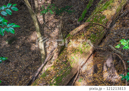 春日山原始林　倒木に当たる木漏れ日　奈良市 121213813
