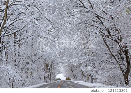 雪の森を抜ける道 雪の森を抜ける道 121213861