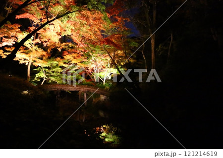 六義園の紅葉のライトアップ 六義園の紅葉のライトアップ 121214619