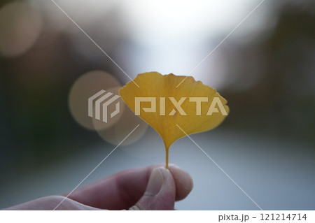 手に持った一枚のイチョウの葉 手に持った一枚のイチョウの葉 121214714