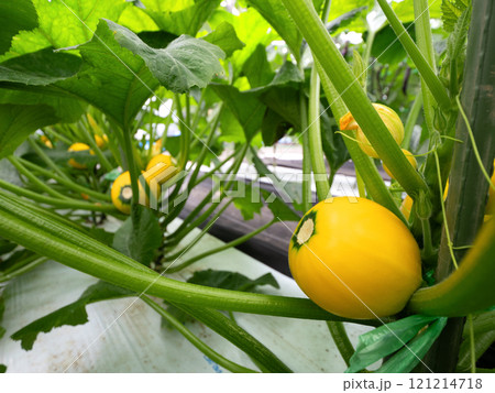 丸ズッキーニの栽培 121214718