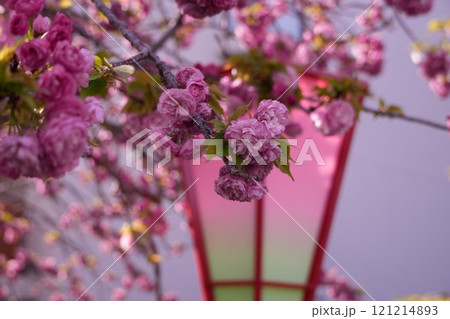ピンク色の花を咲かせた桜 ピンク色の花を咲かせた桜 121214893