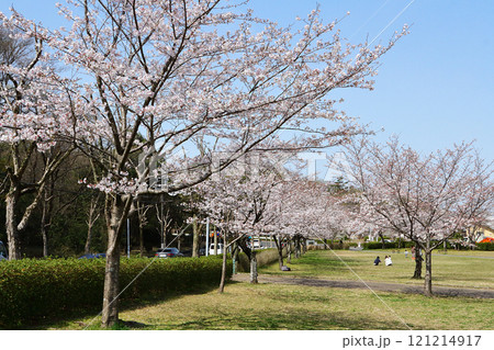 名古屋市　平和公園　桜 121214917