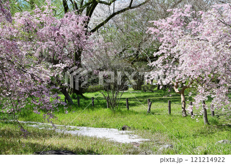 名古屋市　平和公園　桜 121214922