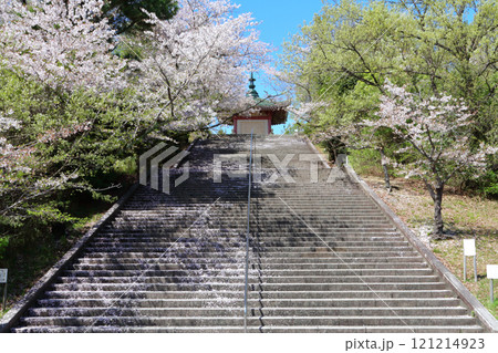 名古屋市　平和公園　桜 121214923
