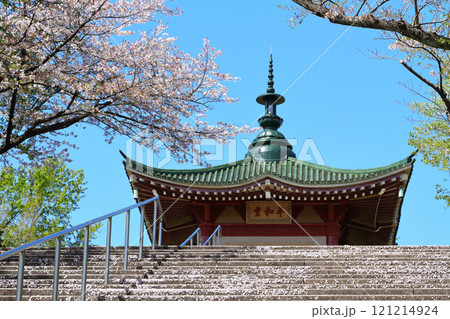 名古屋市　平和公園　桜 121214924