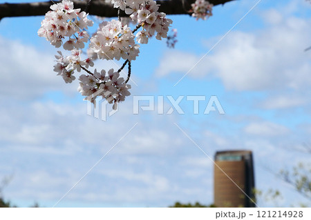 名古屋市　平和公園　桜 121214928