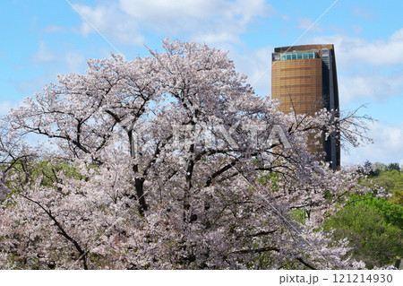 名古屋市　平和公園　桜 121214930