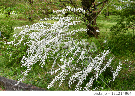 ユキヤナギ 121214964