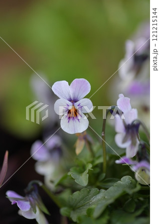 野ねずみジミー・ビオラの花 野ねずみジミー・ビオラの花 121215144