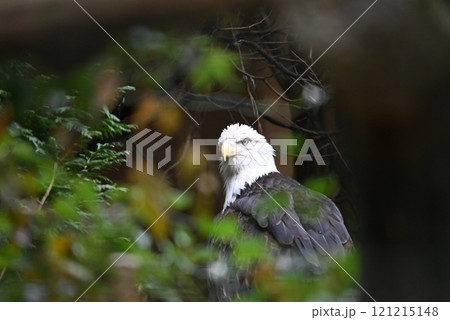 動物園のハクトウワシ 121215148