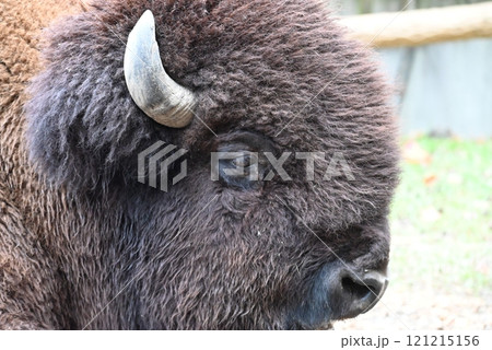 アメリカバイソンのアップ 121215156