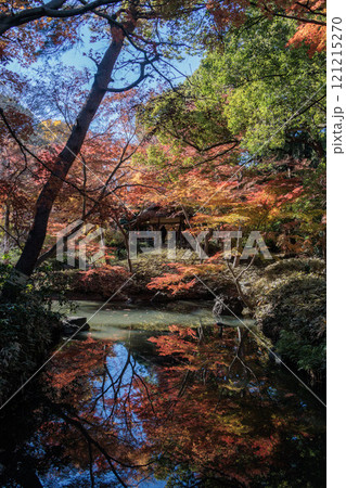 日本の神秘的な紅葉 121215270