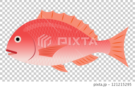 鯛魚圖 121215295