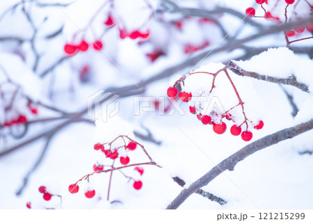 雪とナナカマド 雪とナナカマド 121215299