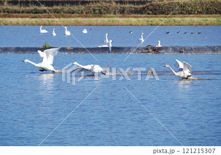 水面を滑走して飛び立つ白鳥のスタートダッシュ 121215307