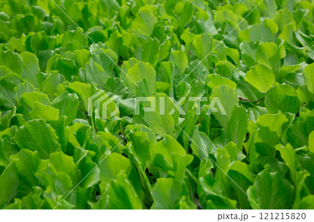 Seedlings of salad growing in plant nursery 121215820