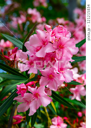 Close-up blossoming of oleander flowers in the spring Close-up blossoming of oleander flowers in the spring 121215834