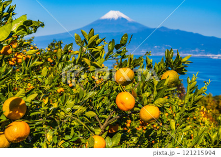 【静岡県】伊豆のみかん畑から望む、雪化粧した富士山 121215994