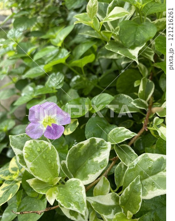 Purple flower, Asystasia gangetica, in the garden with green leaf background. 121216261