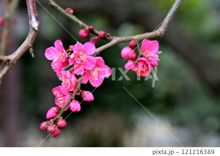 春の訪れを告げる梅の花 121216389