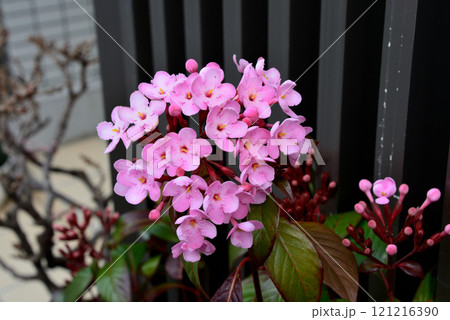 ピンク色の可愛い花〔ルクリア(アッサムニオイザクラ)〕 ピンク色の可愛い花〔ルクリア(アッサムニオイザクラ)〕 121216390