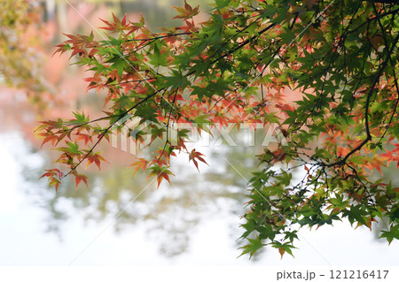 Autumn Leaves Over Water 121216417