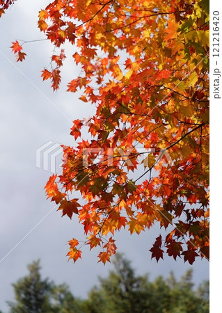 Autumn Leaves in Soft Light 121216420