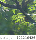 Sunlit Fern Leaves 121216426