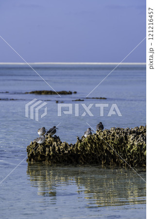 岩場で休む海鳥 岩場で休む海鳥 121216457