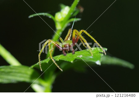 ワカバグモ 121216480