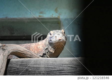 動物園に展示されているコモドオオトカゲ 動物園に展示されているコモドオオトカゲ 121216546