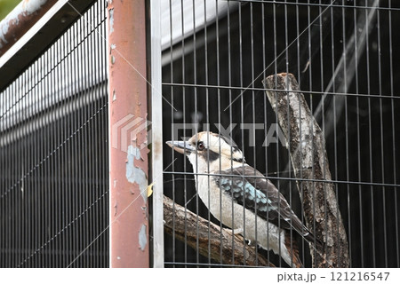 動物園のワライカワセミ 121216547