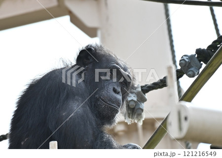 動物園のチンパンジー 動物園のチンパンジー 121216549