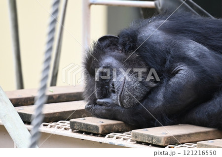 動物園のチンパンジー 動物園のチンパンジー 121216550
