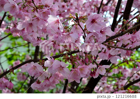 春の近隣公園に咲いた河津桜 春の近隣公園に咲いた河津桜 121216688