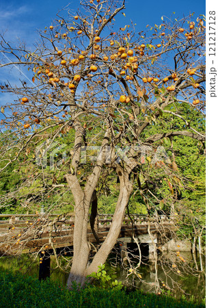 晩秋の国宝松江城のお堀縁の実のなった柿の木 121217128