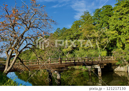 晩秋の国宝松江城のお堀縁の実のなった柿の木 121217130