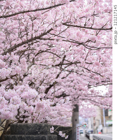 旧成徳中学校の桜 121217145