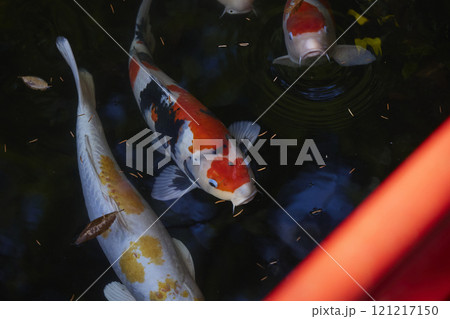 寺の池で飼われている鯉 121217150